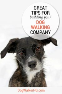 Dog Walking Business