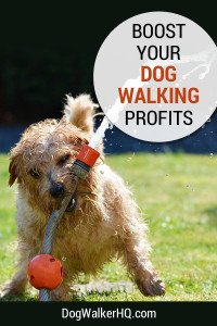Boost Profits from Your Dog Walking Service