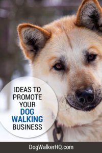 Ideas to Promote your Dog Walking Business
