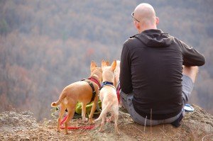 Ideas to Promote your Dog Walking Business 2